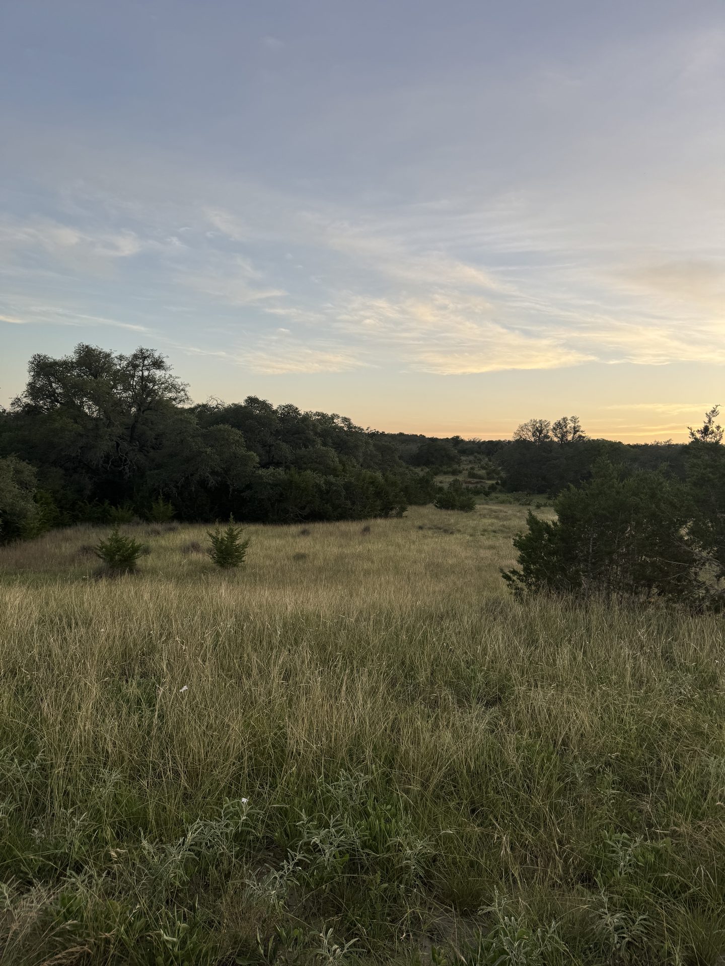 Dusk meadow clearing glowing at the treeline