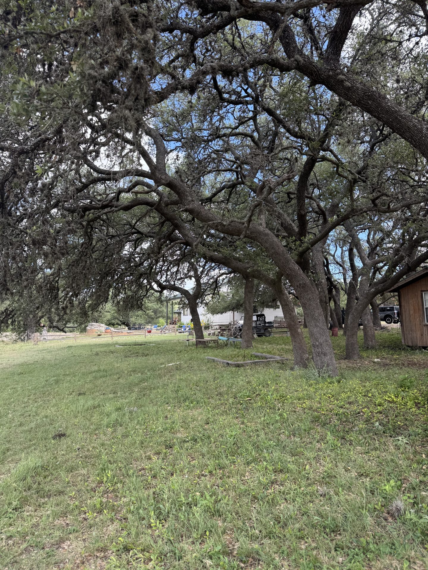 Ancient live oak grove