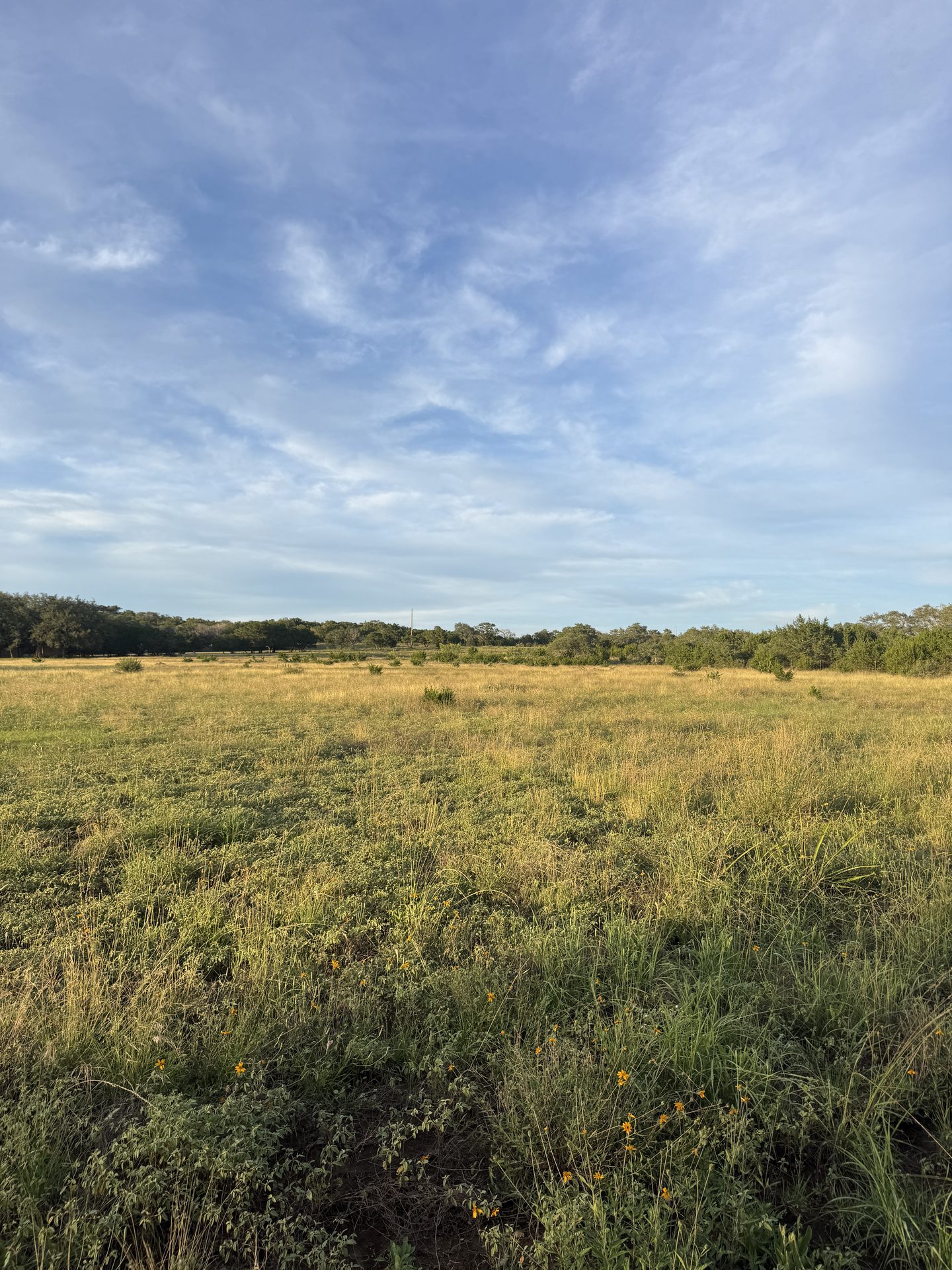 Open pasture with wildflowers under big Texas sky